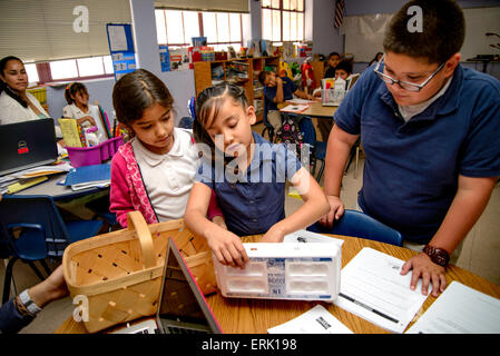 Manzo Elementary School 4th grade students collect eggs from the chickens in the school's organic garden, Tucson, Arizona, USA. Stock Photo