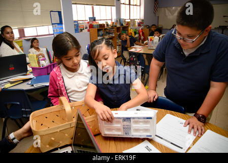 Manzo Elementary School 4th grade students collect eggs from the chickens in the school's organic garden, Tucson, Arizona, USA. Stock Photo