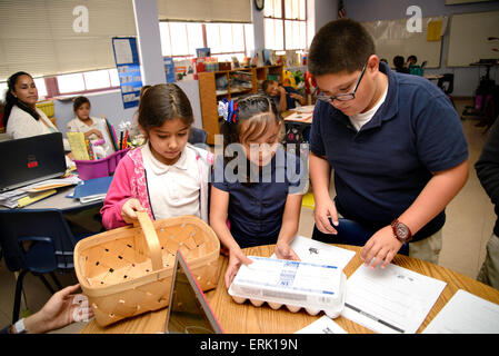 Manzo Elementary School 4th grade students collect eggs from the chickens in the school's organic garden, Tucson, Arizona, USA. Stock Photo