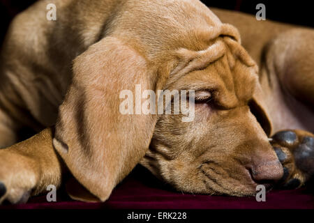 studio close up of young Vizsla puppy curled up sleeping with big floppy ears and extra wrinkles on his brow and head Stock Photo