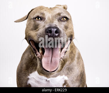 Close up head shot in studio of brown brindle Pitbull dog with giant engaging happy smile facing camera on white background