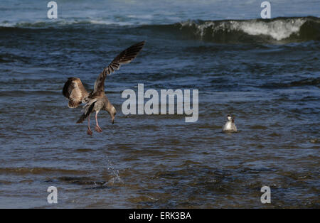 seagulls, Birds at the beach, Lincoln City, Oregon, USA Stock Photo