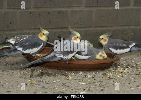 Cockatiel Stock Photo