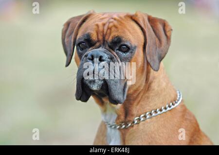 Boxer Portrait Stock Photo