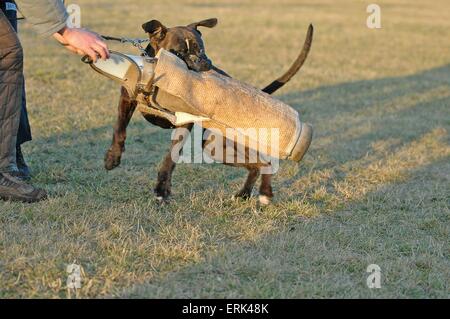 drilling guard dog Stock Photo