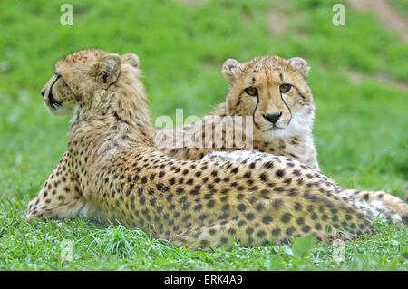 cheetahs Stock Photo