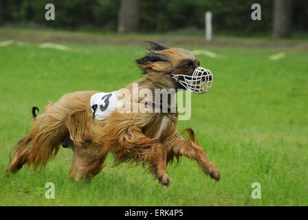 Afghan Hound at raceground Stock Photo