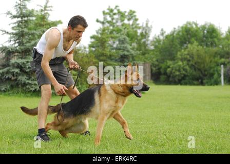 training protection dog Stock Photo