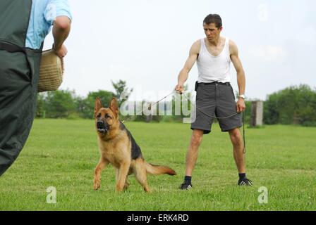 training protection dog Stock Photo