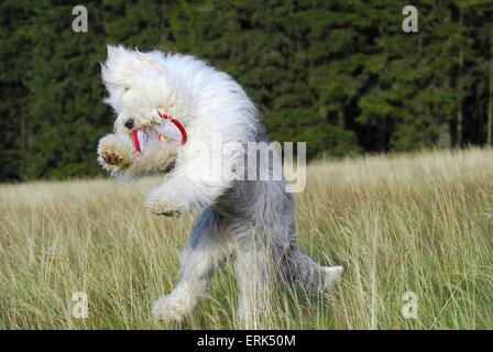 playing Old English Sheepdog Stock Photo