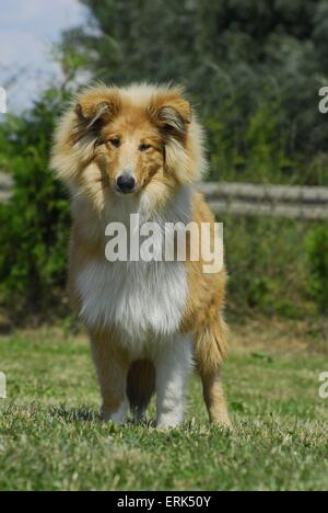 long-haired Collie Stock Photo
