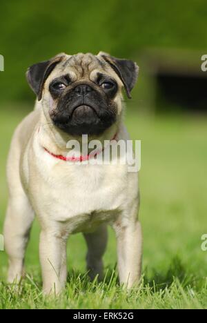 pug Stock Photo