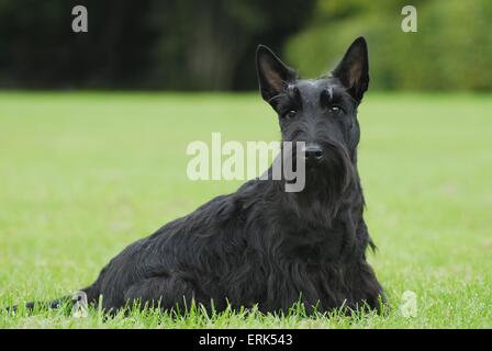 Scottish Terrier Stock Photo