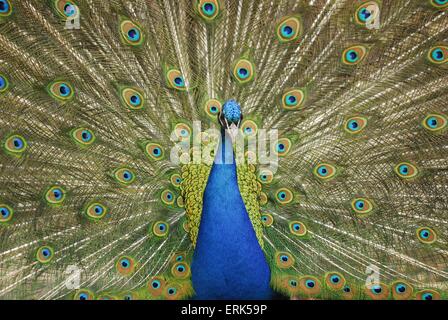 peacock Stock Photo