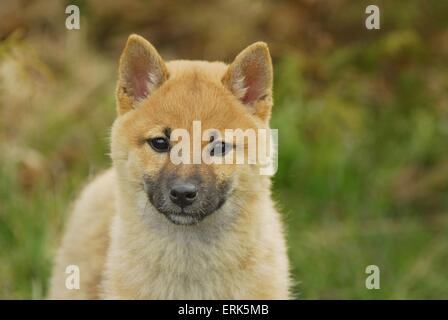 young Shiba Inu Stock Photo