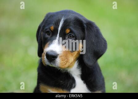 Appenzell Mountain Dog Puppy Stock Photo