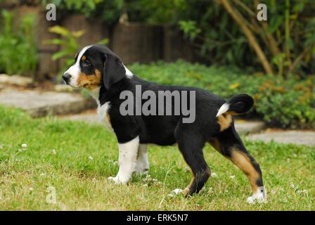 Appenzell Mountain Dog Puppy Stock Photo