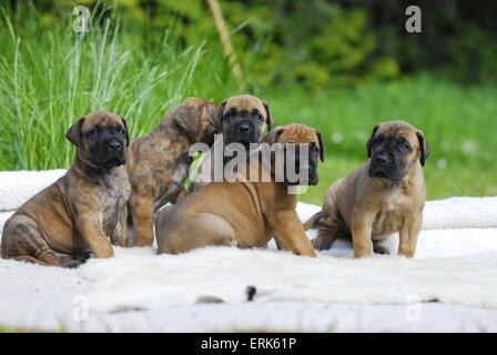 Great Dane Puppies Stock Photo