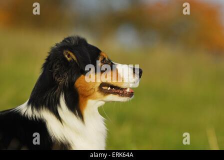 Australian Shepherd Portrait Stock Photo