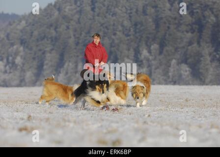 Collies in winter Stock Photo