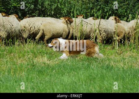 shepherding Border Collie Stock Photo