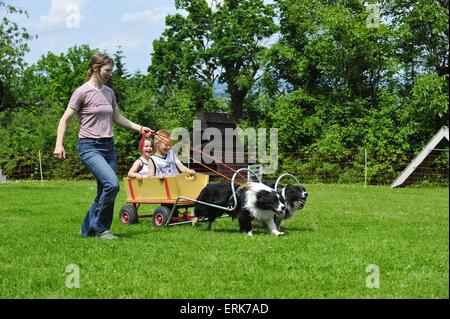 Border Collies pulling a cart Stock Photo