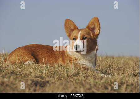 Welsh Corgi Cardigan Puppy Stock Photo