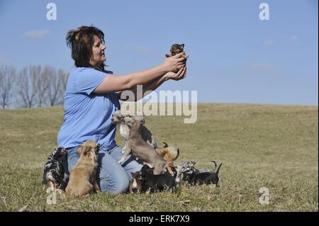 woman with Chihuahuas Stock Photo