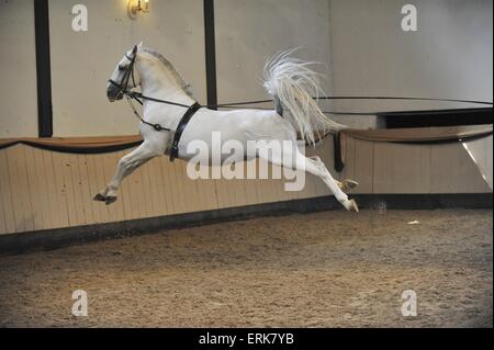 Lipizzaner Maestoso Amata Stock Photo