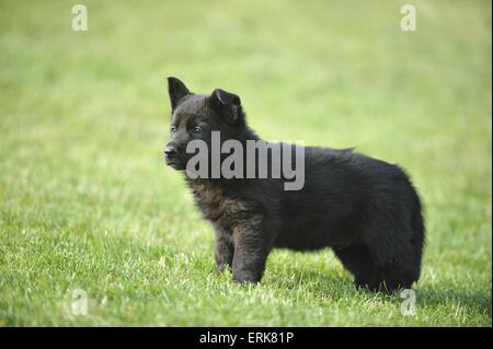 German Shepherd Puppy Stock Photo