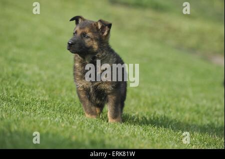 German Shepherd Puppy Stock Photo