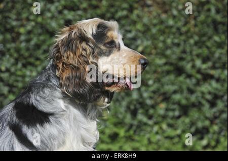 English Cocker Spaniel Portrait Stock Photo