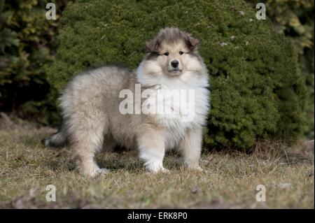 Collie Longhair Sable Puppy 8 Weeks Sitting In Blanket Stock