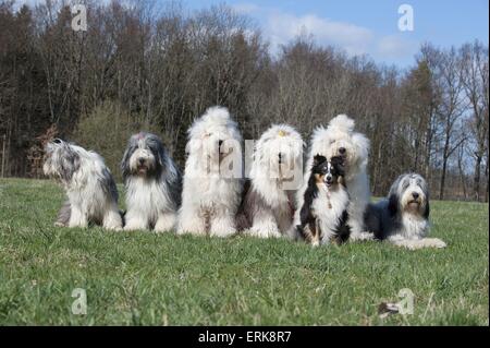 7 dogs Stock Photo