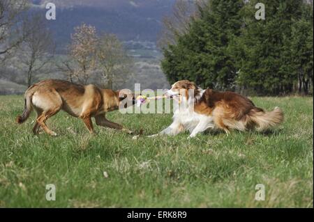 playing dogs Stock Photo