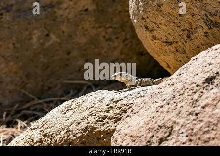 Lizard or lacertian reptile sitting on stone Stock Photo