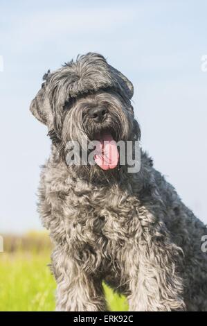 black Russian Terrier Portrait Stock Photo