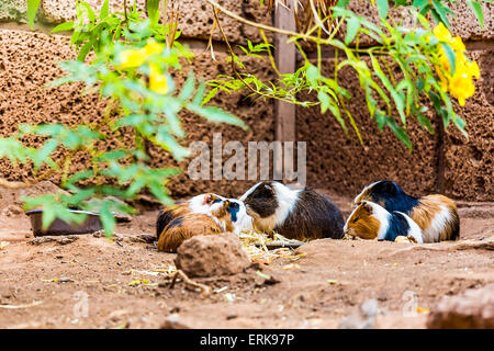 hamster and guinea pigs Stock Photo - Alamy