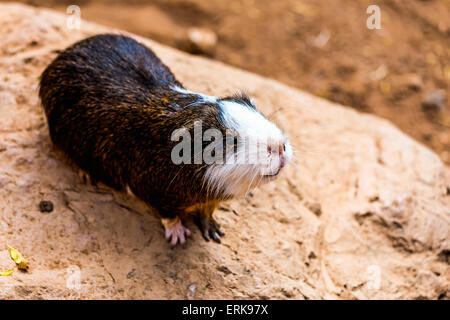 Guinea pig or hamster on stone Stock Photo