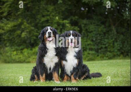 Bernese Mountain Dogs Stock Photo