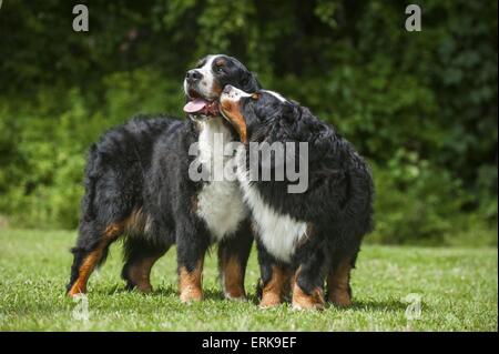 Bernese Mountain Dogs Stock Photo
