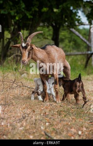 goats Stock Photo