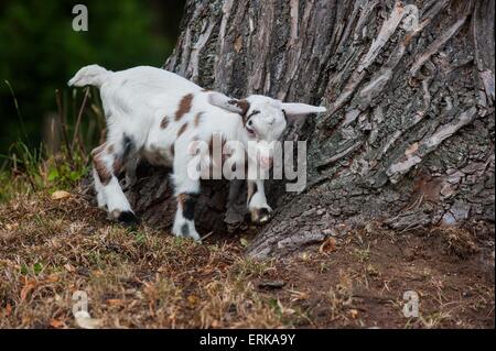 young goat Stock Photo