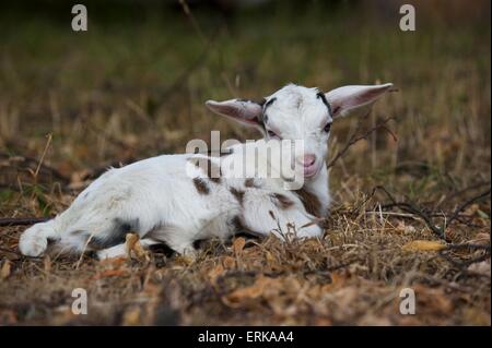 young goat Stock Photo