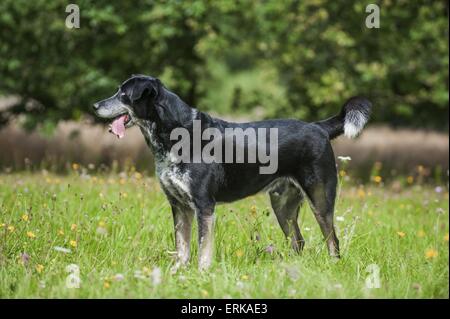 Louisiana Catahoula Leopard Dog Stock Photo