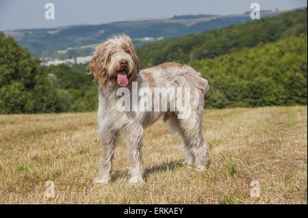 Spinone Italiano Stock Photo