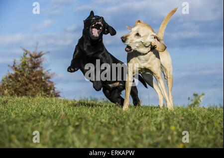 playing dogs Stock Photo