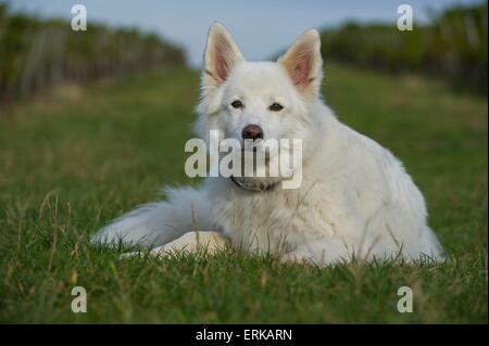 lying mongrel Stock Photo
