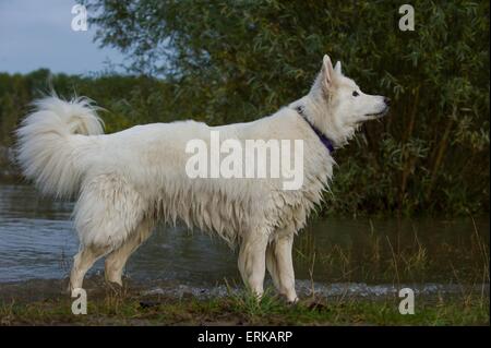 mongrel Stock Photo