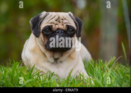 lying pug Stock Photo